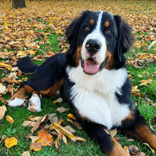 Bouvier bernois allongé sur un champ vert remplit de feuilles d'arbres, qui sourit et regarde à la caméra