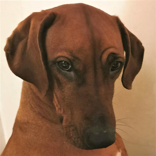 Manchester terrier de couleur marronmarron