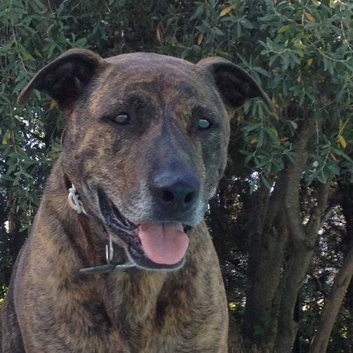 Pitbull Terrier qui regarde à la caméra