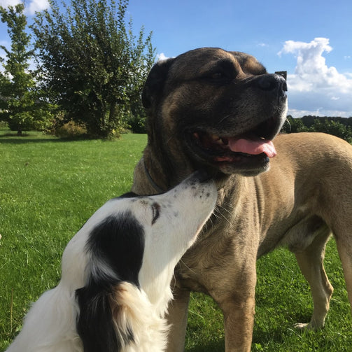 Berger Australien et Pitbull Terrier sur un champ vert