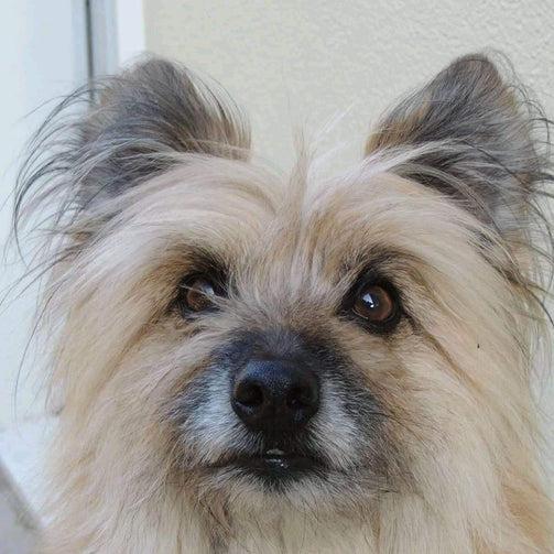 Norfolk Terrier de couleur blanche qui regarde à la caméra