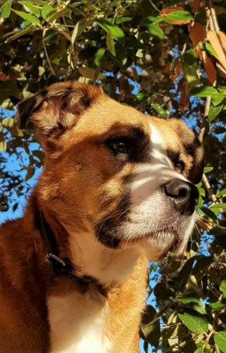 American Staffordshire Terrier en dessous d'un arbre qui regarde l'horizon