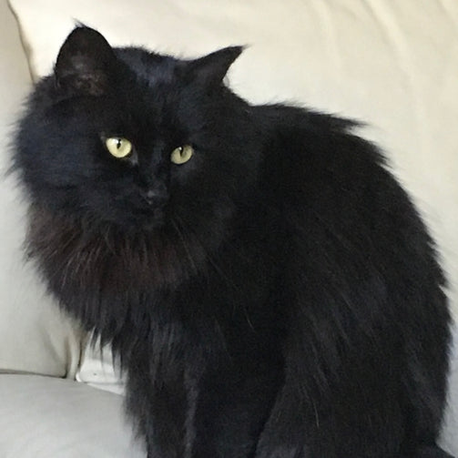 Chat noir avec des yeux de couleur jeune assis sur un canapé blanc 