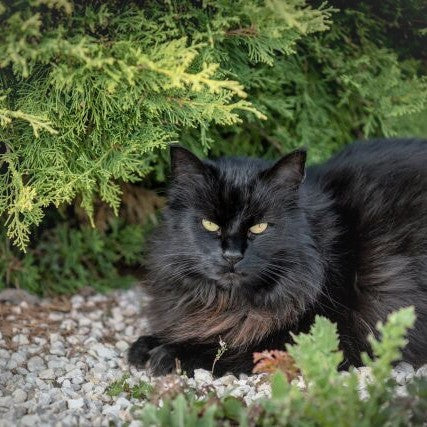 Chat noir avec des yeux de couleur jeune allongé sur un champ vert